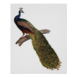 The Peacock Symbolism Print
