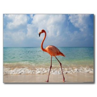 Pink Flamingo And Sandy Beach Beautiful Photo Postcard