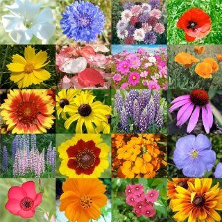 2, 000 Seeds, Wildflower Mixture "Burst of Bloom" (20 Species) Seeds by Seed Needs  Flowering Plants  Patio, Lawn & Garden