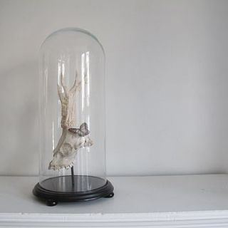 vintage style glass dome and roe buck skull by anderson masters