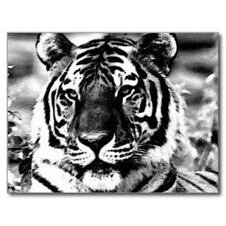 Black & White Tiger Post Card