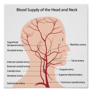 Blood supply of the head and neck Poster