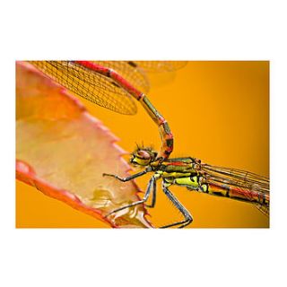 large red damselflies print by ben robson hull photography