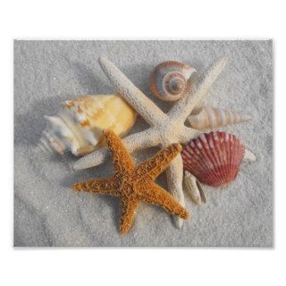 Mixed Sea Shells and Starfish on White Sand Beach Photographic Print
