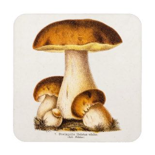 Vintage 1800s Mushroom Edible Mushrooms Template Coaster