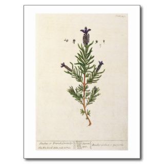 French Lavender, plate 241 'A Curious Herbal' Post Card