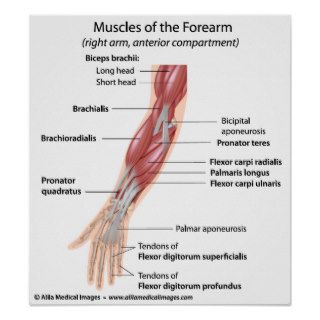 Muscles of the forearm, labeled diagram. poster