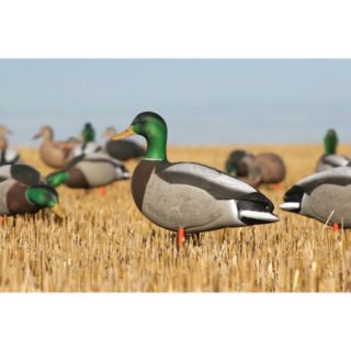 Avery Over Size Full Body Active Mallards 6 Pack 439328