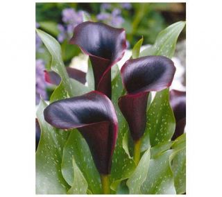 Robertas 3 Piece Black Forest Calla Lily —