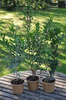 mediterranean evergreen plant collection by plants delivered