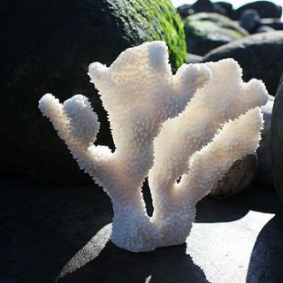 ear coral sculpture by buy the sea