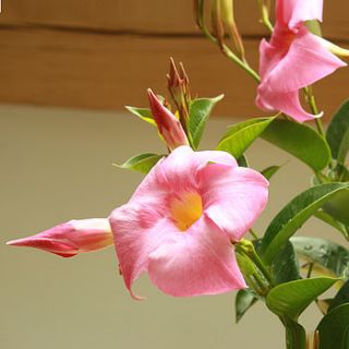 dipladenia plant gift by plants4presents