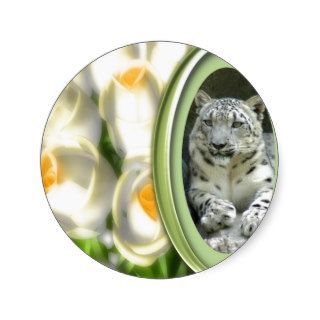 85 snow leopard st patricks 0053 round stickers