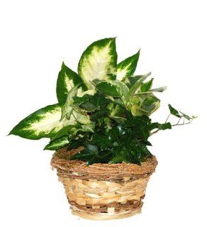 Gift Dish Garden with Live Tropical Foliage Plants  Live Outdoor Plants  Patio, Lawn & Garden