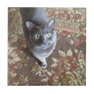 grey cat on oriental carpet tiles