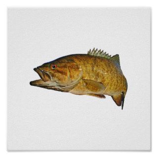 Smallmouth Bass Posters