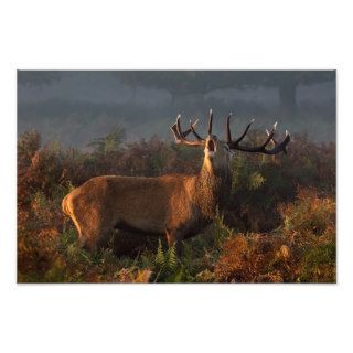 Red Deer at Dawn Print Photo