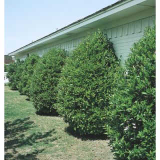 27.5 Gallon Carolina Cherry Laurel (L11188)