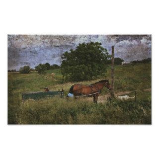 Amish Horse and Dog Posters