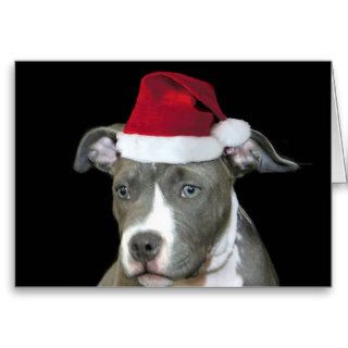 Christmas blue pitbull puppy greeting card