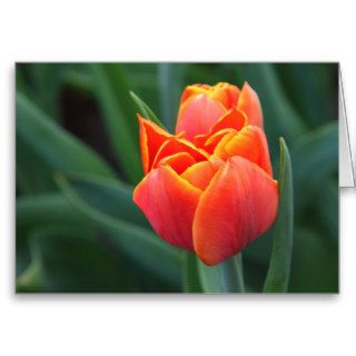 Orange Tulip Greeting Card