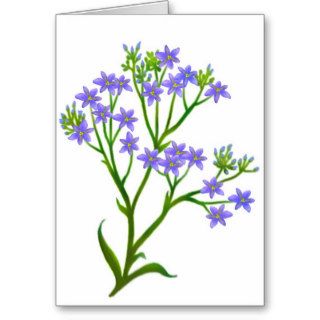 Aristea African Wildflower Card