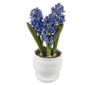 BethlehemLights BatteryOperated 16 Potted Hyacinth with Timer —
