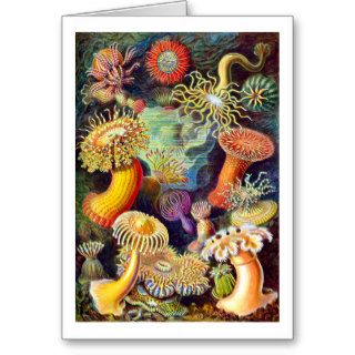 Vintage Sea Anemones, Ernst Haeckel Greeting Cards