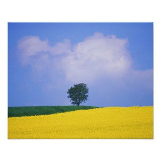 Canola Crop with Lone Tree, Blue Sky and Cumulus C Posters