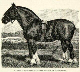 1894 Wood Engraving Scotch Clydesdale Stallion Prince Carruchan Horse Animal   Original In Text Wood Engraving   Prints