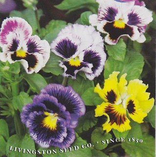 'Petticoat' Pansy Seeds   Annual   100 mg  Flowering Plants  Patio, Lawn & Garden