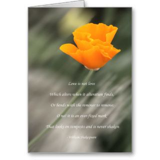Constant Love   Orange Poppy in the Wind Cards