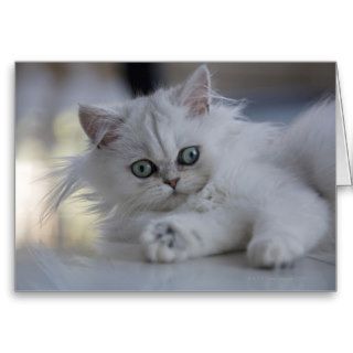 White Persian cat Cards