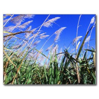Sugarcane Field Post Cards