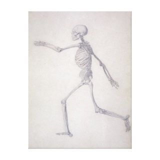 The Human Skeleton, lateral view, the series Gallery Wrapped Canvas