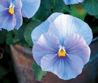 Heavenly Blue Pansy Flower Seeds 50 Stratified Seeds  Pansy Plants  Patio, Lawn & Garden