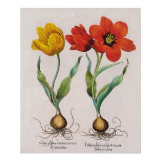 Antique tulip botanical art the 1500s posters