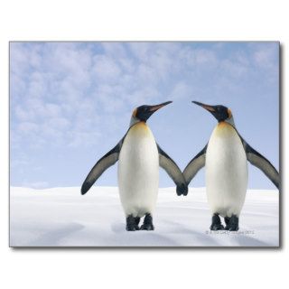 Two Penguins Holding Hands Postcards