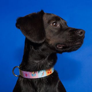 MLP Dog Collar