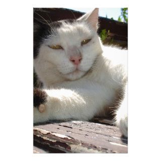 Black and White Bicolor Cat Lounging on A Park Ben Custom Stationery