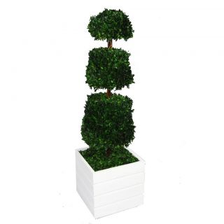 Laura Ashley 50 inch Tall Preserved Natural Spiral Boxwood Cone Topiary In Fiberstone Planter
