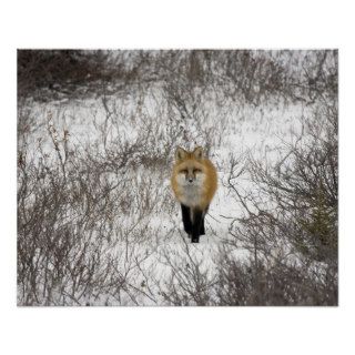 Red Fox in Churchill Manitoba Canada Print