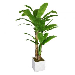 Laura Ashley 78 inch Tall Banana Tree With Real Touch Leaves In Fiberstone Planter
