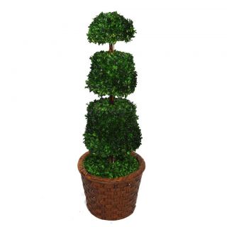 Laura Ashley 49 Tall Preserved Natural Spiral Boxwood Cone Topiary In 17 Fiberstone Planter