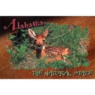 Alabama To Idaho Souvenirs Alabama Postcard Al110 Fawn (Pack Of 750) Pack Of 750 Pcs  Sports Fan Home Decor  Sports & Outdoors