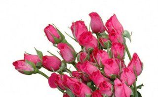 Lovely Lydia Spray Roses (Hot Pink) Roses  Fresh Cut Format Rose Flowers  Grocery & Gourmet Food