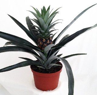 Fruiting Pineapple Plant   Ananas comosus   Great Indoors/Out   6" Pot  Pine Apple Plant  Patio, Lawn & Garden