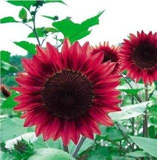 SD1307 Red Fortune Seeds, Helianthus Seeds, Fresh Flower Seeds, 60 Days Money Back Guarantee (15 Seeds)  Flowering Plants  Patio, Lawn & Garden