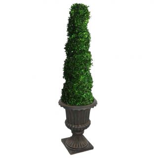 Laura Ashley 64 Tall Preserved Natural Spiral Boxwood Topiary In 16 Fiberstone Planter