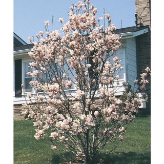 3.74 Gallon Saucer Magnolia (L3188)
